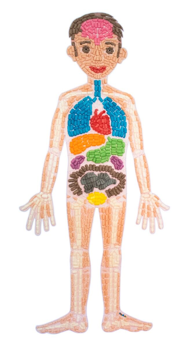 Playmais Eduline anatomy puzzle